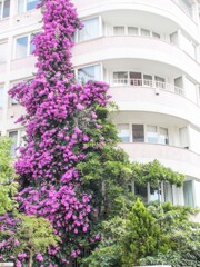 毎年　見事なブーゲンビリアに包まれるマンション～♪