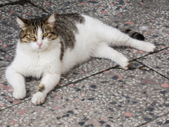 あなたを待つ長い長い猫～～