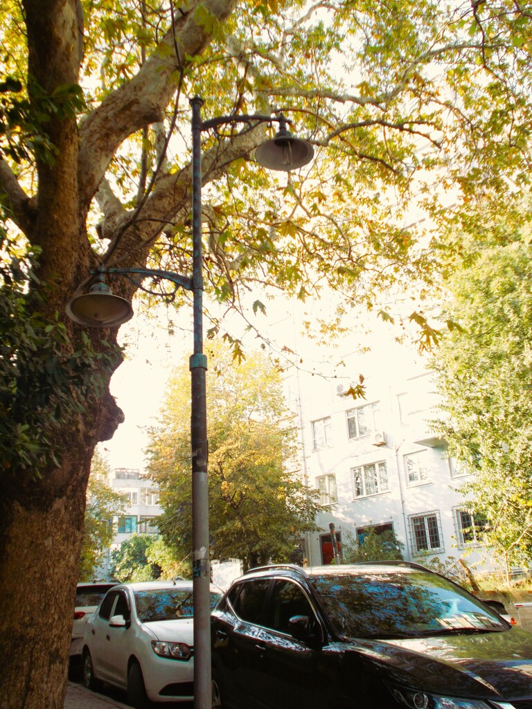 小さな種から～　今は街を抱擁する大樹も秋～♡