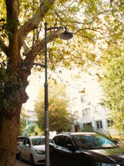 小さな種から～　今は街を抱擁する大樹も秋～♡