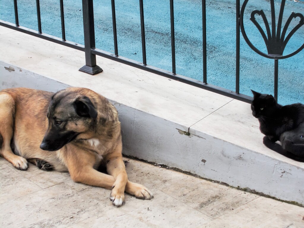 野良ちゃん同誌…"あれ葉っぱだよ”　”美味しい物たべたいね”