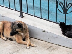 野良ちゃん同誌…"あれ葉っぱだよ”　”美味しい物たべたいね”