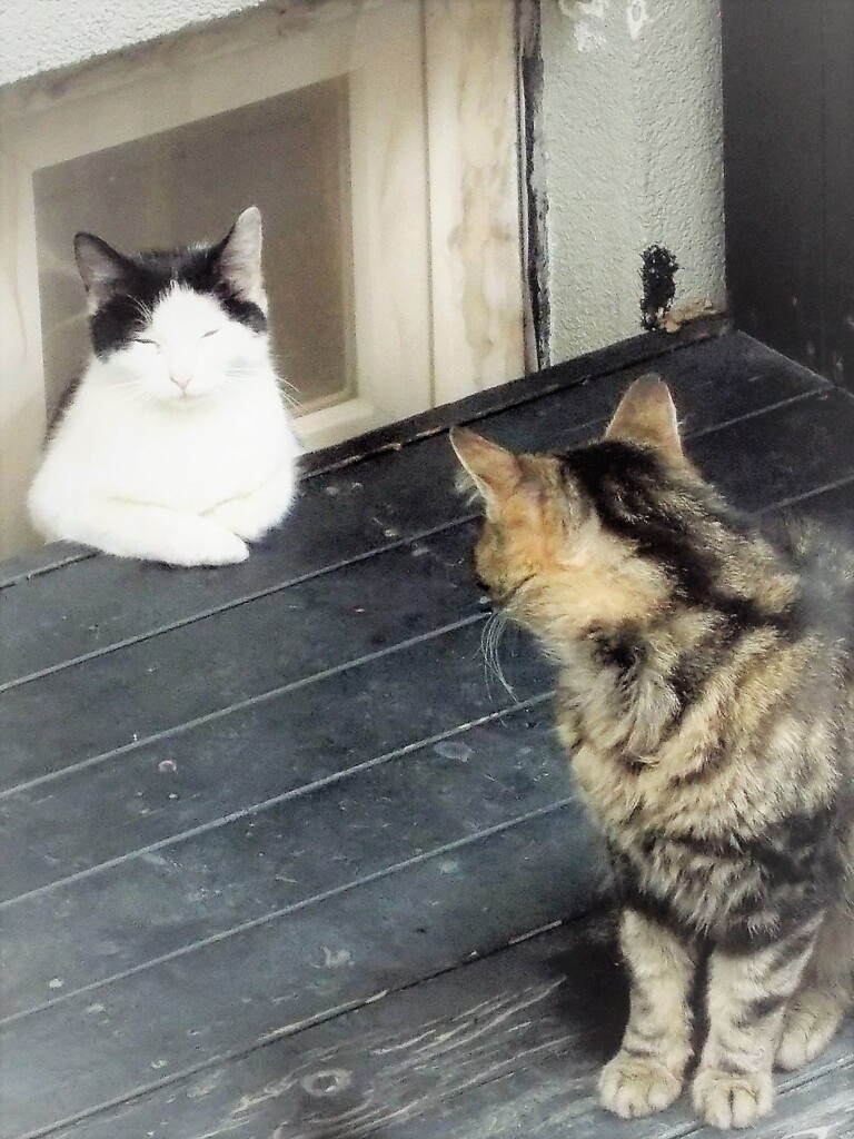 ニャンズだって～　通りがかりに窓辺のおばさんと世間話～♪