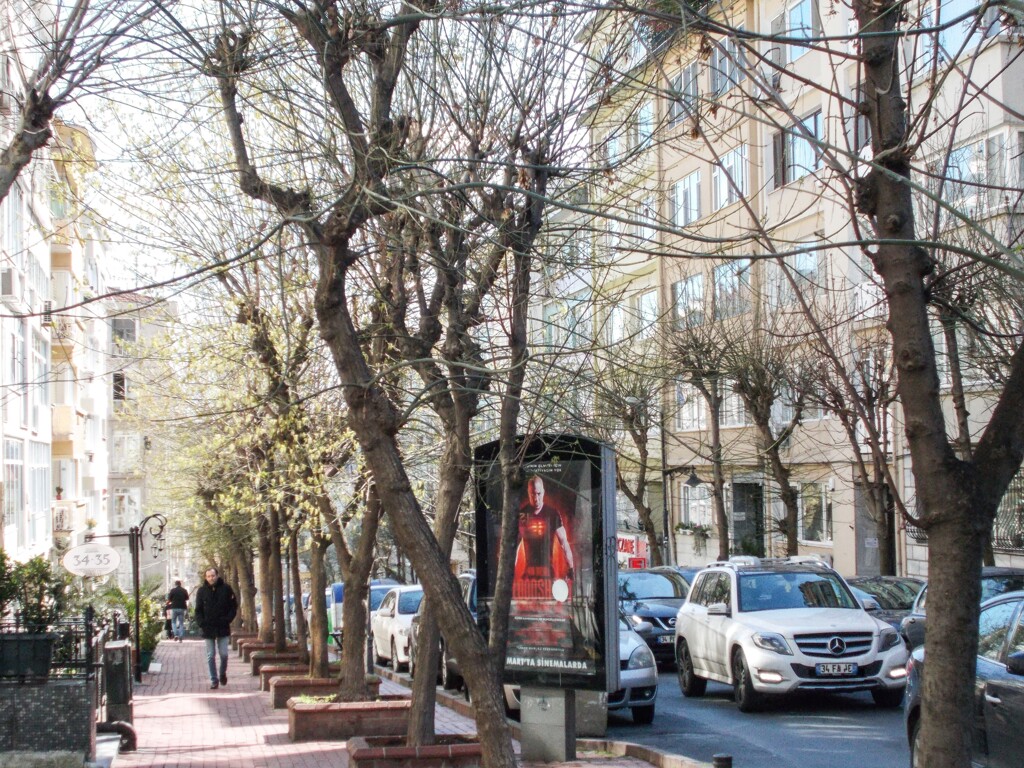 住宅街の街路樹もこんなに芽吹いています～