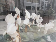 真綿色したシクラメン～～時が2人を追い越していく～～♪