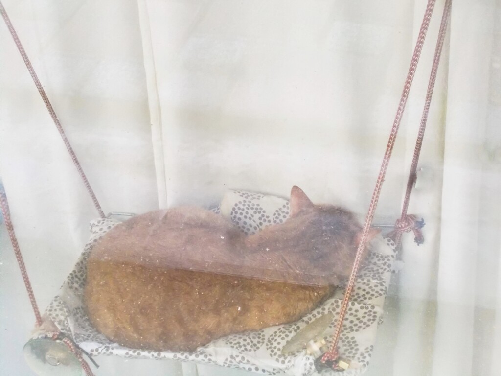 道路脇の窓辺のハンモックにて～～♪