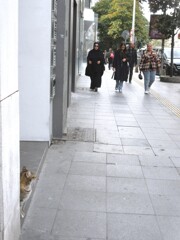 朝のポリスごっこ～♪　歩行者整理～♪