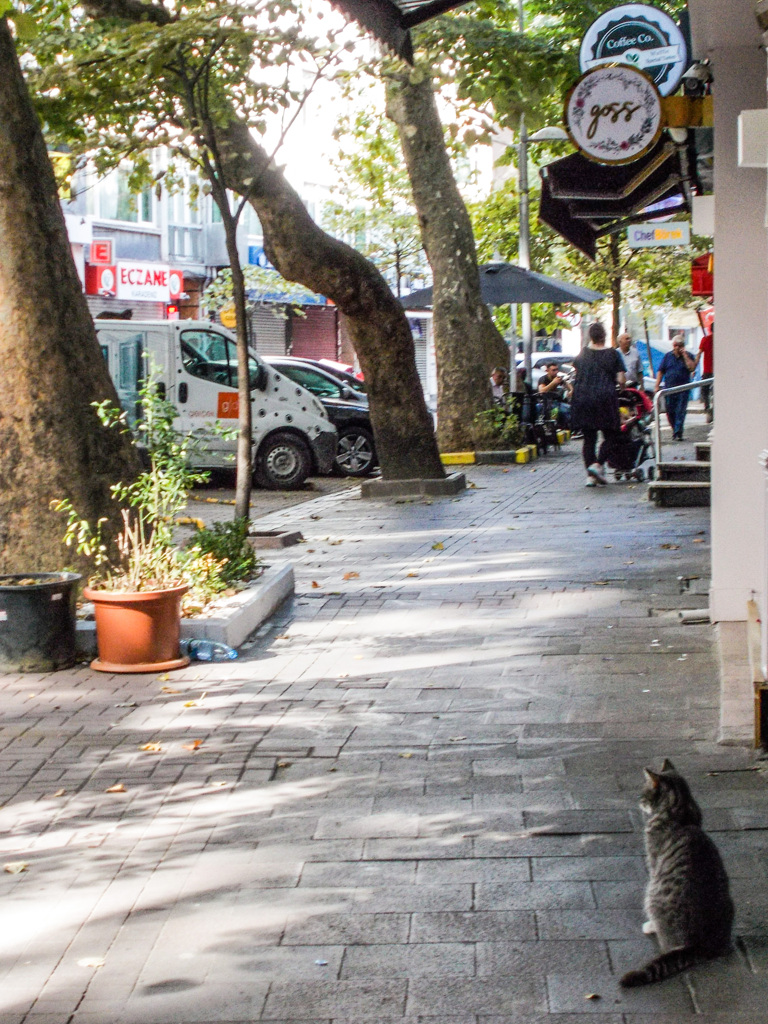 今日　何しようかニャ？