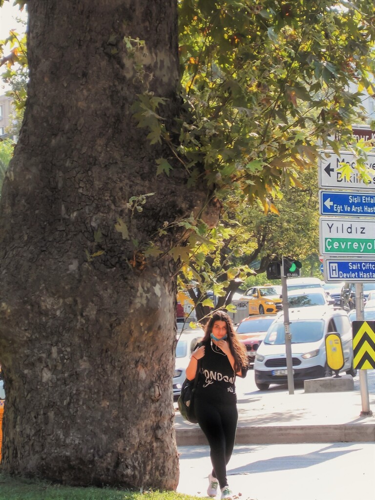 夏の野ばら～～