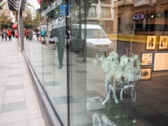 画廊の白い花～