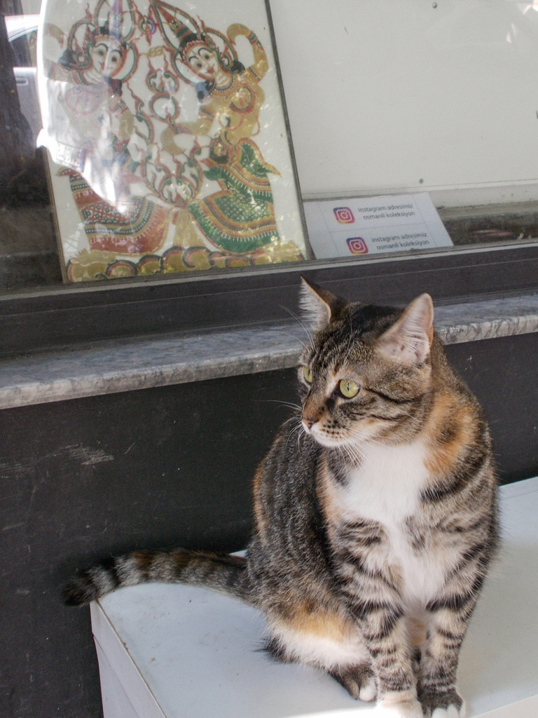 ちょっとオリエンタルニャン☽