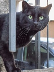 野生が走る～　クロたん　カッコイイよ～♡