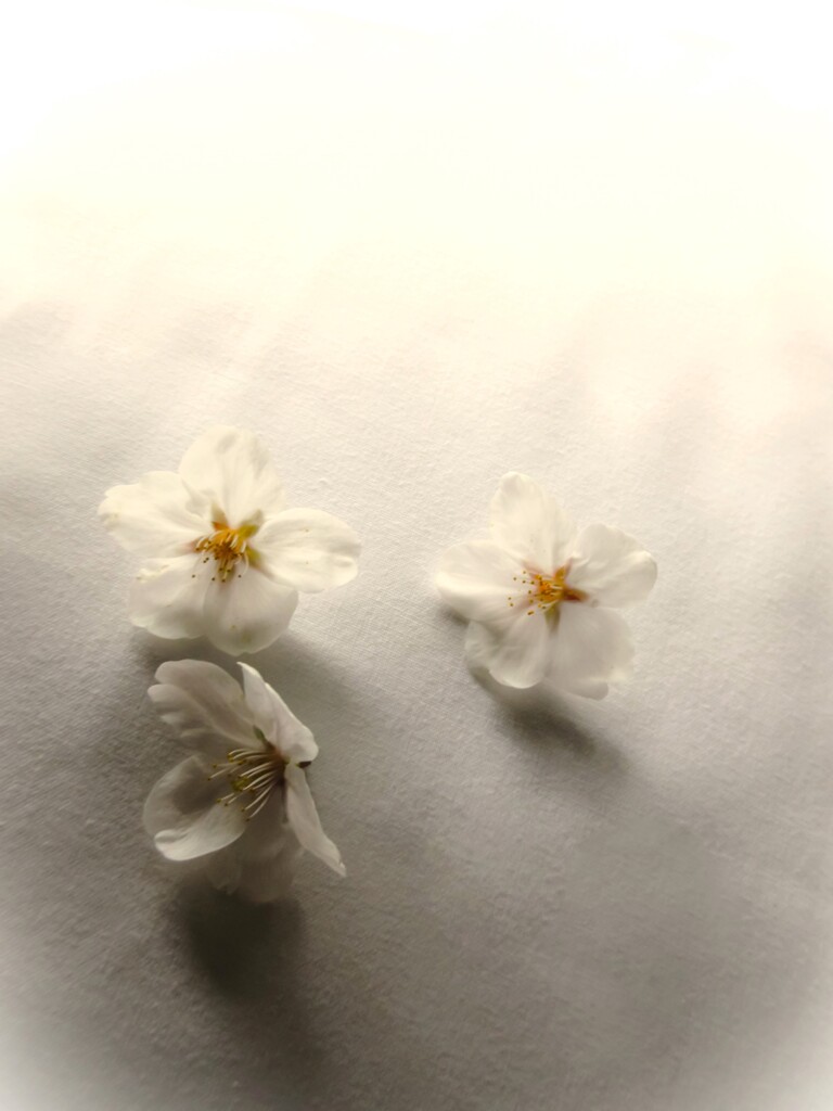 おみやげ～～♡
