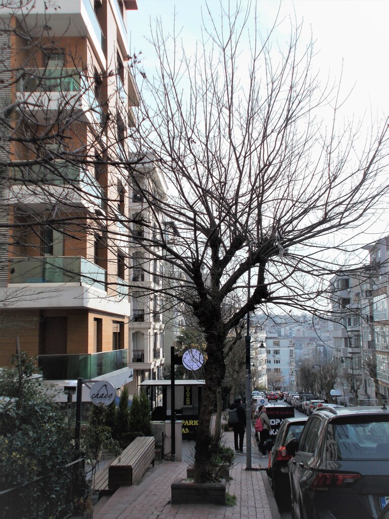 樹のプライド～★