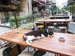 お待ちどおさま！　猫の丸ごとそのまま～♡