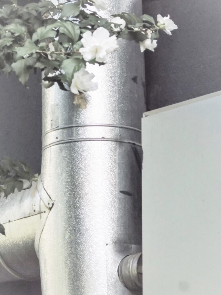 街路樹の白い八重のムクゲ～　また来年も～♡