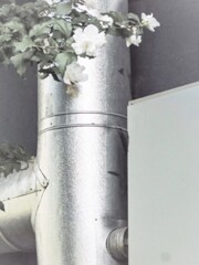 街路樹の白い八重のムクゲ～　また来年も～♡