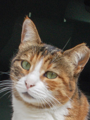 困ったニャ～～