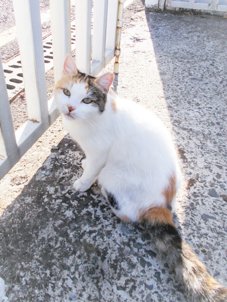 ヒュウマンは怖くないんだ…ってわかって来た公園の女の子～♡