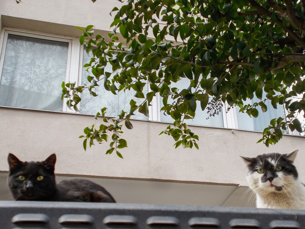 ニョキ～にょき～　ニャンズ～