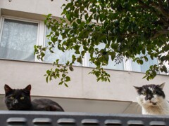 ニョキ～にょき～　ニャンズ～