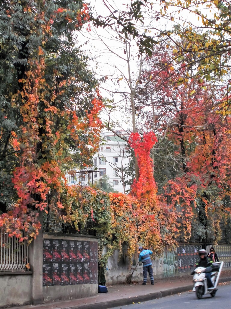 掃いても掃いても…枯葉　はらはら～～