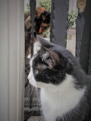 かごめ～かごめ～（横）の正面だ～～れ～♪