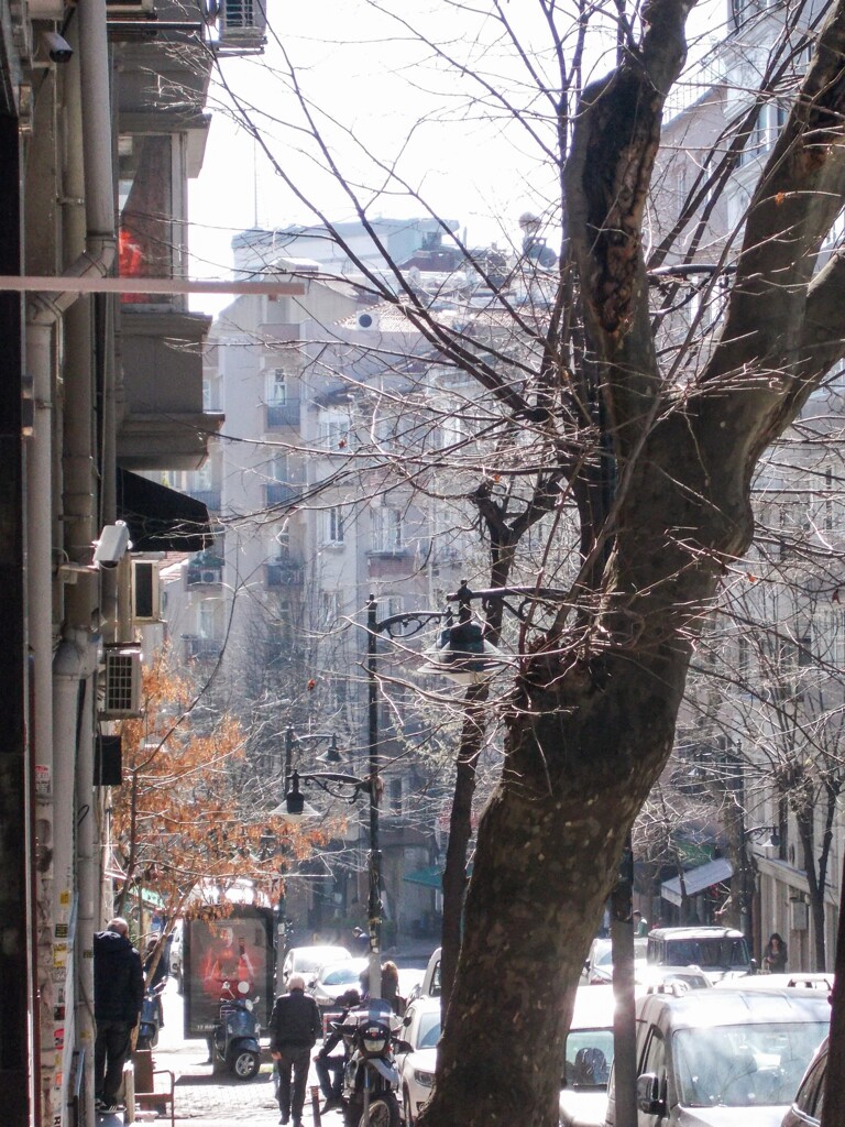 朝陽を思いっきり吸い込む大樹～