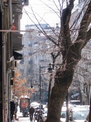 朝陽を思いっきり吸い込む大樹～