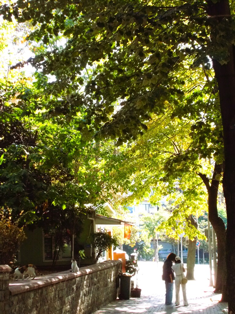 金色に輝きだす朝～°˖✧◜✧˖°