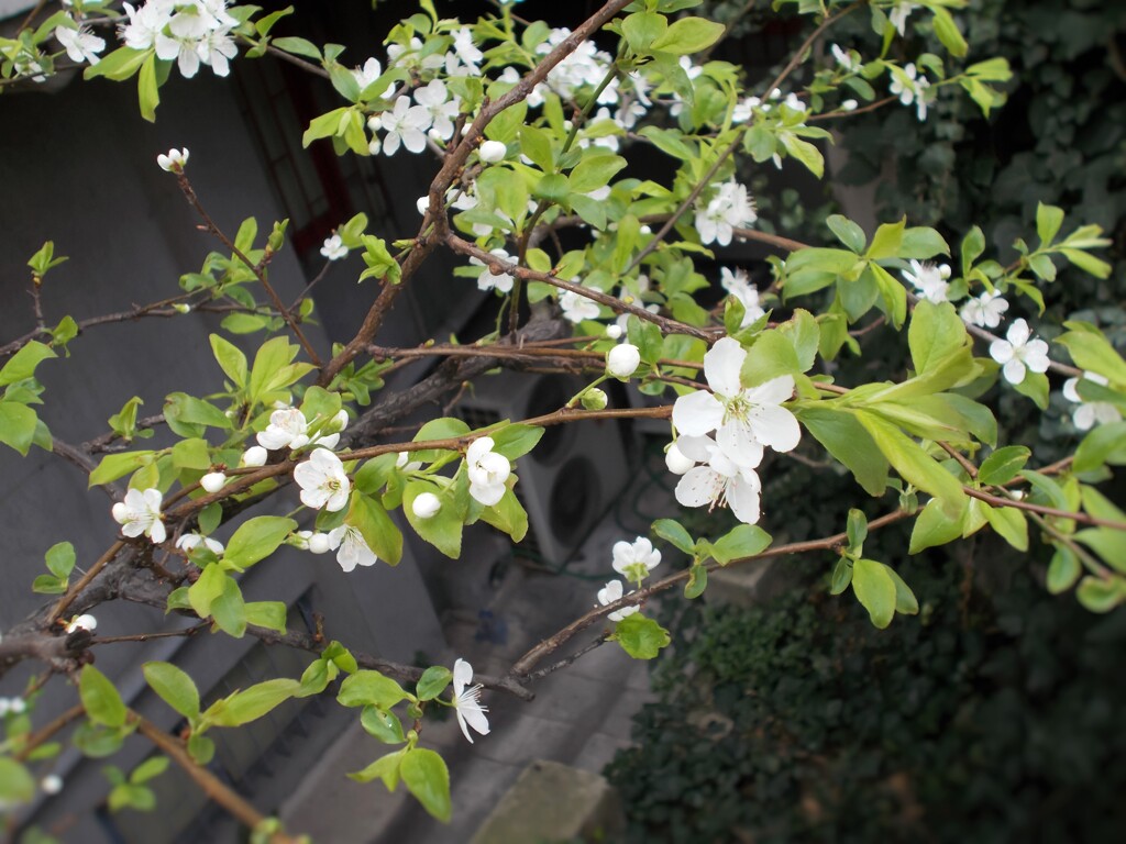 スモモの花がやっと咲いたよ～～♪