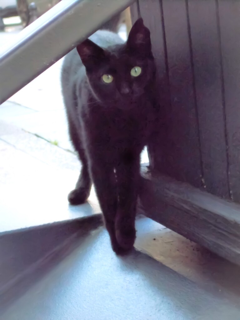 Mutlu Yıllar～♡    Happy New Year～♪