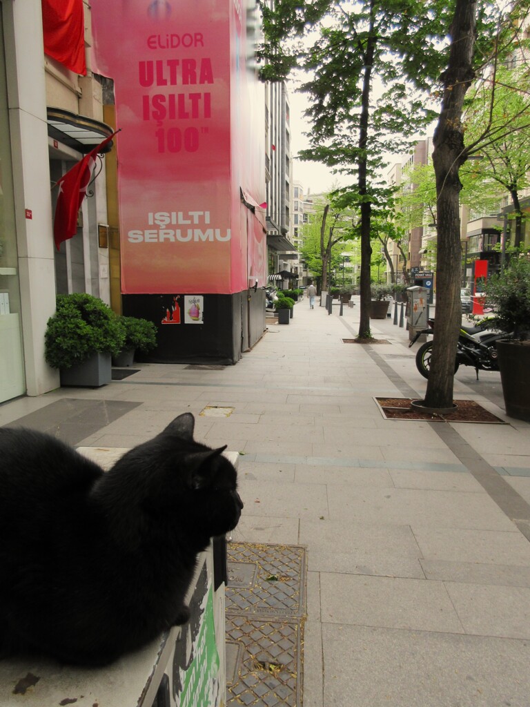 黒たん　テリトリー監視中～～