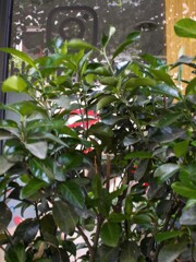 ジェラシー　チラチラ～～