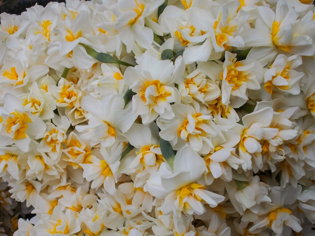 立春～ジプシーから野生の水仙をいっぱい買いました～♡