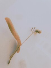 菩提樹の実が落ちた。。。