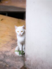 やっと…ひっそり…生きてます…って感じの子なんです…♡