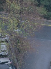 雨が…上がった…