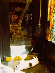 通りの福ちゃん～朝寝中～～　アラブの王様中～～★