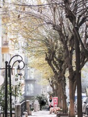 ほら　住宅街の街路樹がこんなに芽吹いて来たよ～～♪