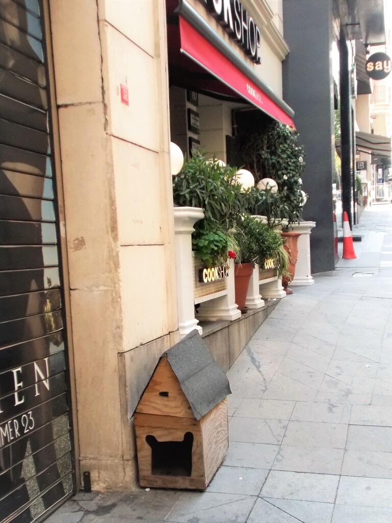 あの子のお家～イスタンブール　ニャン丁目　ミャン番地