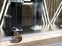 繁華街のねこ～♡