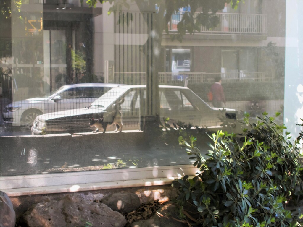 朝の平均台体操ニャノ～♪