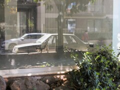 朝の平均台体操ニャノ～♪