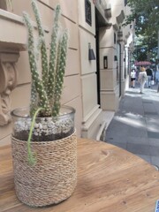 ～私…サボテン…～