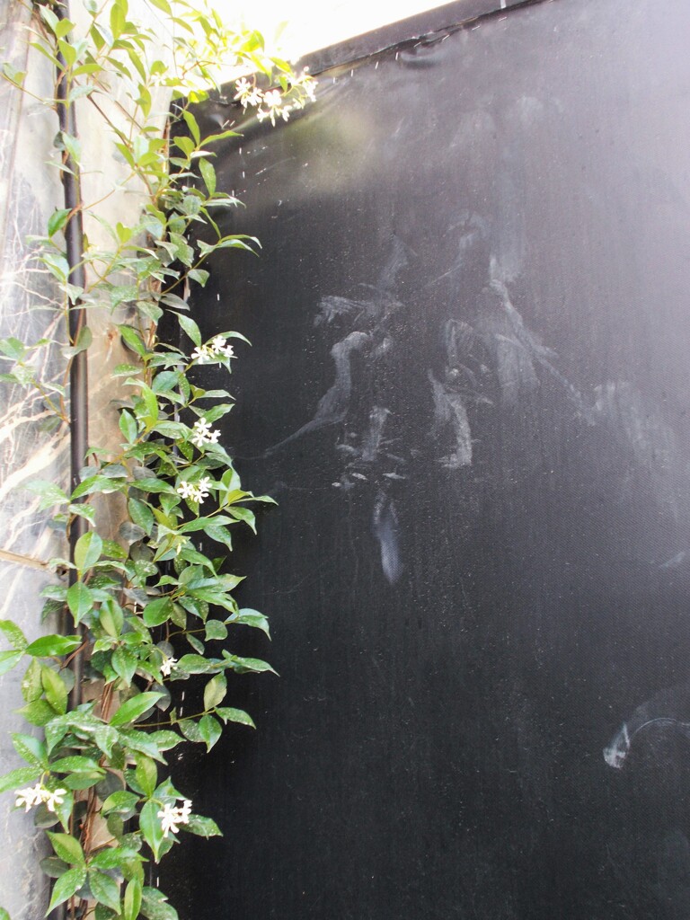 黒壁と幼いジャスミンの樹～