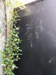 黒壁と幼いジャスミンの樹～