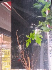 kiralik... for rent...