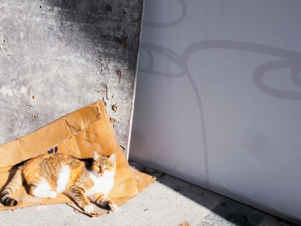 野良ちゃん　あなたを見守っているよ～♡