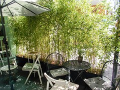 ささのはキラキラ～✨　コーヒーより紅茶が欲しくなる…